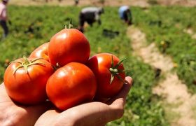 تم إنتاج أول طماطم تشبه العنب