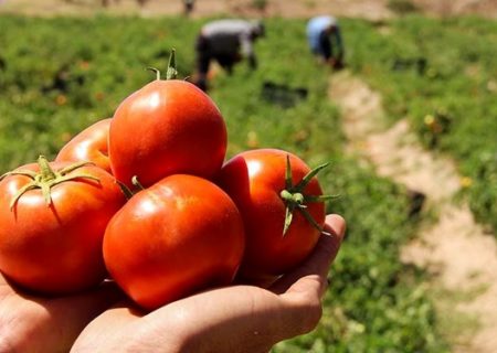 تم إنتاج أول طماطم تشبه العنب