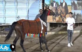 50 حصاناً أصيلاً يتنافسون في مهرجان الحميدية للجمال