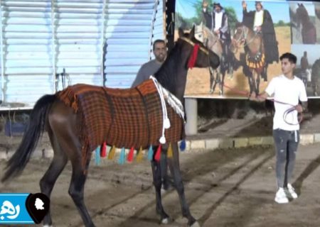 50 حصاناً أصيلاً يتنافسون في مهرجان الحميدية للجمال