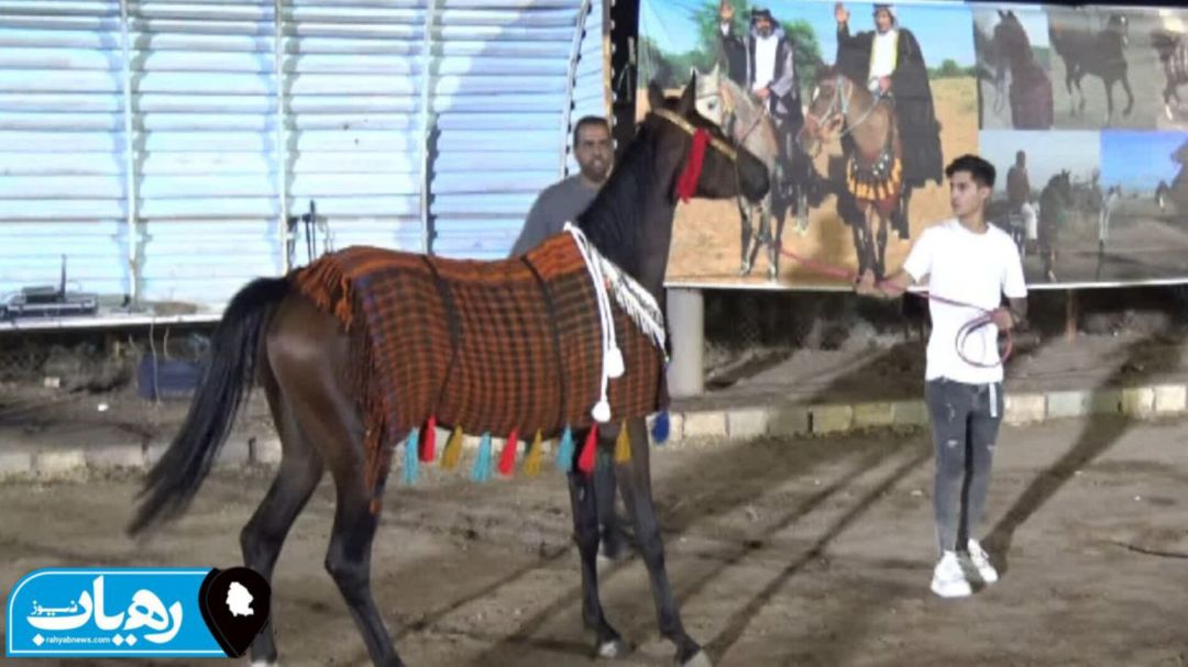 50 حصاناً أصيلاً يتنافسون في مهرجان الحميدية للجمال